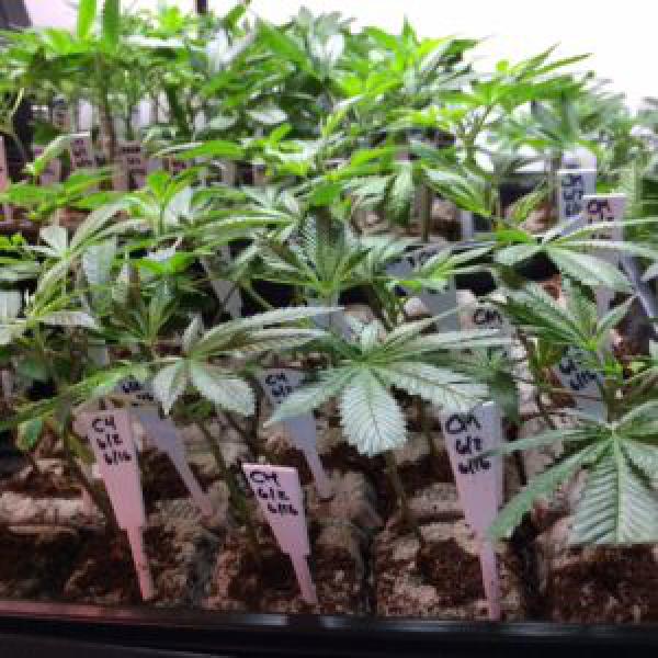  Introduction to Cannabis Clone Care
